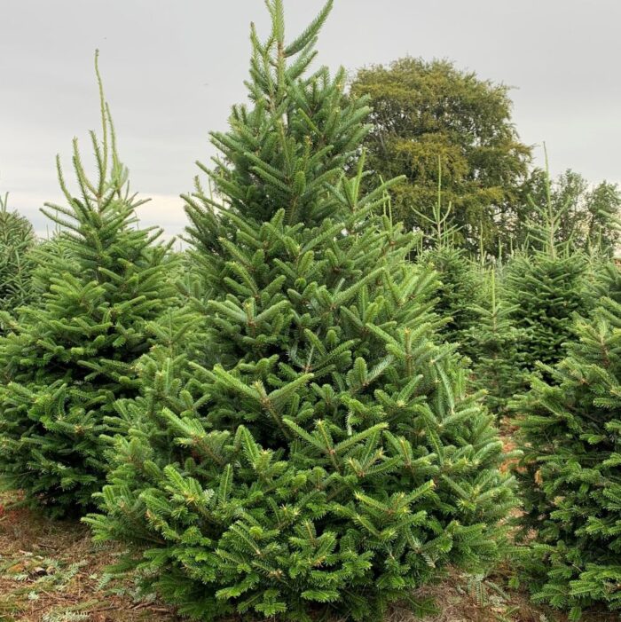 Fraser Fir Christmas Tree