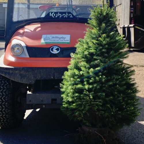 Real Christmas Trees Delivered Nationwide Billingley Christmas Trees