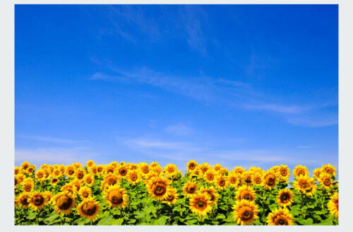 Sunflowers