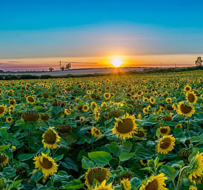 sunflow sunset sundowner