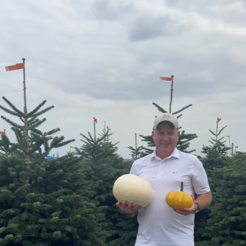 pumpkins and trees