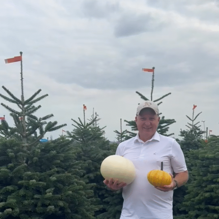pumpkins and trees