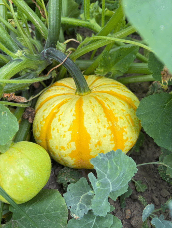 pumpkin patch