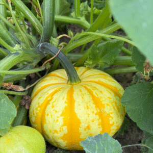 pumpkin Visit the Farm